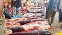বগুড়ায়  নবান্ন উৎসব, আকর্ষণ বিশাল আকৃতির মাছ